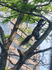 Sciurus carolinensis