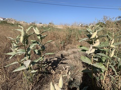 Asclepias speciosa