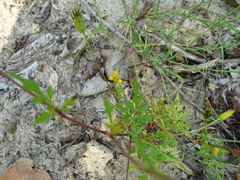 Potentilla supina