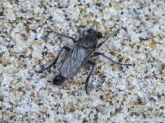 Lasiopogon actius