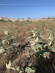 Asclepias speciosa