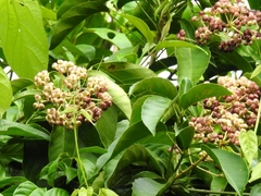 Dendropanax arboreus