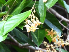 Mortoniodendron vestitum