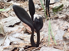 Geoglossum umbratile