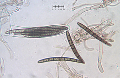 Geoglossum umbratile