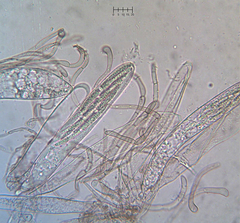 Geoglossum umbratile