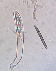 Geoglossum umbratile