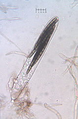 Geoglossum umbratile