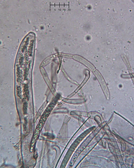 Geoglossum umbratile