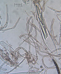 Geoglossum umbratile