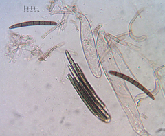 Geoglossum umbratile