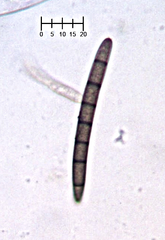 Geoglossum umbratile