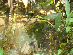 Erythrolamprus miliaris