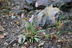 Bistorta macrophylla