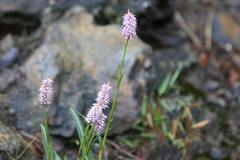 Bistorta macrophylla