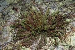 Hudsonia