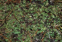 Pyxidanthera brevifolia