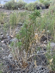 Asclepias fascicularis