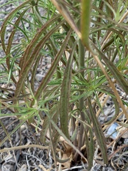 Asclepias fascicularis