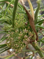Asclepias fascicularis