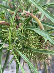 Asclepias fascicularis