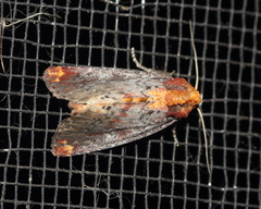 Achatodes zeae