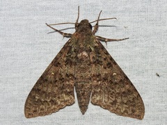 Manduca muscosa