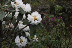 Rhododendron watsonii