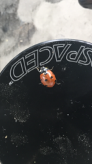 Coccinella septempunctata