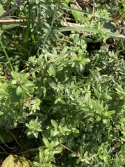Plecostachys serpyllifolia