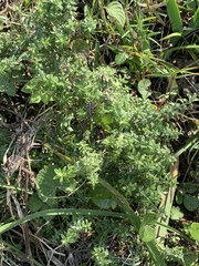 Plecostachys serpyllifolia