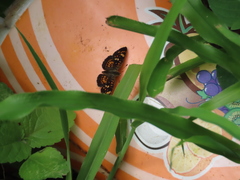 Phyciodes pallescens