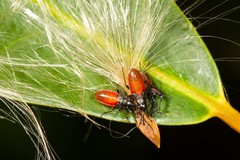 Arocatus rubromarginatus