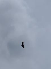 Aves