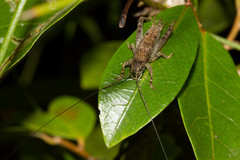 Calscirtus