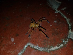 Olios simoni