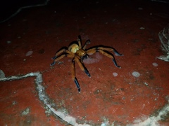 Olios simoni