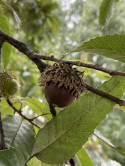 Quercus acutissima
