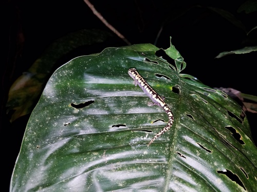 Alberch's Salamander, Bolitoglossa alberchi