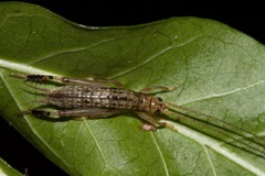 Calscirtus