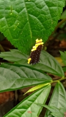 Gynautocera rubriscutellata