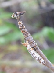 Holopogon nigripennis