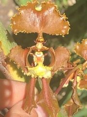 Cyrtochilum serratum