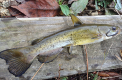 Ameiurus brunneus