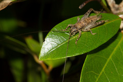 Calscirtus
