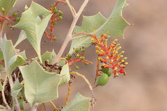 Grevillea wickhamii