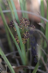 Lomandra multiflora multiflora