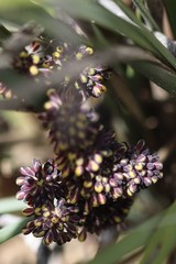 Lomandra multiflora multiflora