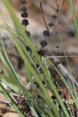 Lomandra multiflora multiflora