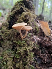 Lactarius griseus